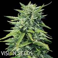 Vision Seeds Crystal Queen